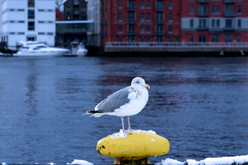 Seagull on the pier Norway