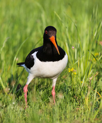 Oystercatcher in a breeding colony on a flood meadow in the floodplain of the Pripyat River