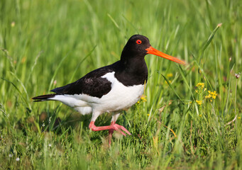 Oystercatcher in a breeding colony on a flood meadow in the floodplain of the Pripyat River