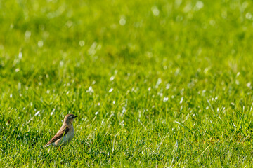 Northern wheatear bird in a grass meadow