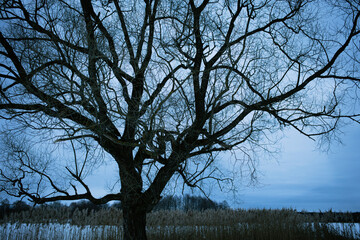 old tree on the lake in winter