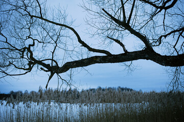 old tree on the lake in winter