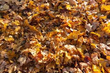 autumn leaves on the ground