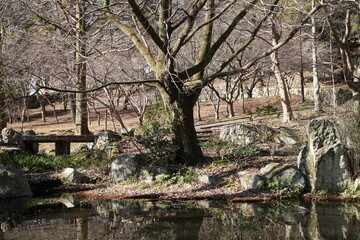 Fototapeta premium 冬の池のある公園