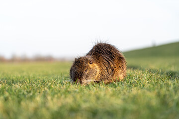 Frei lebende Nutria an der Elbe hinter dem Deich