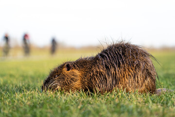Frei lebende Nutria an der Elbe hinter dem Deich