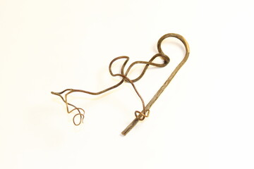 grape tendril stiffened close-up on a white background isolated