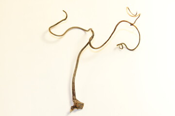 grape tendril stiffened close-up on a white background isolated