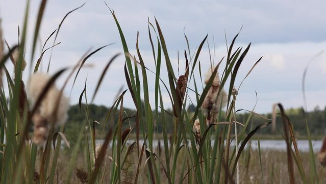 Reeds on a lake. A beautiful forest lake in Russia. Shot of cattails by the lake with selective focus
