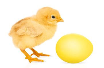  Yellow baby chick on a white background with a yellow egg