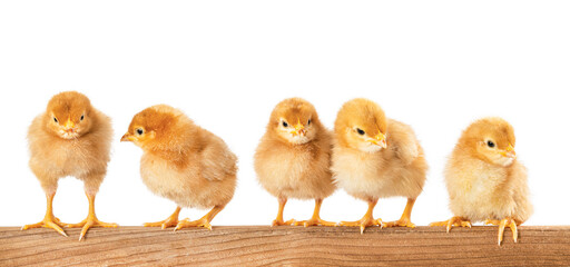 Five isolated chickens are sitting on a wooden board