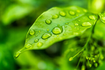 Macro closeup of Beautiful fresh green leaf with drop of water in morning sunlight nature background.