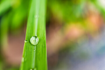 Macro closeup of Beautiful fresh green leaf with drop of water in morning sunlight nature background.