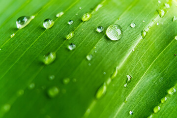 Macro closeup of Beautiful fresh green leaf with drop of water in morning sunlight nature background.