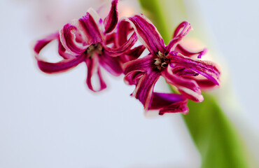 Two pretty, pink are in the foreground of a light isolated background. There are copy space. around them. Use the photo for a spring, marriage or valentine's theme or as space for your text.