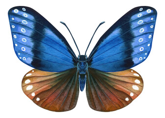Watercolor colorful butterfly isolated on white background. Summer blue butterfly illustration.