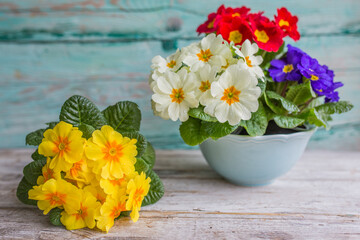 Colorful flower primulas for Easter decorations.