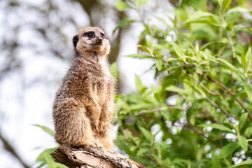 A solitary meerkat, suricata suricatta, stands guard for the rest of the troupe. Green foliage  and sky background