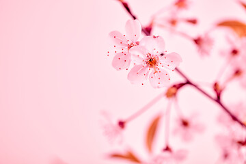 Obraz premium Twigs of blossoming cherry on a pink background with copy space. Spring flower bouquet. Close-up. Interior decor. Elegant business card mockup. Mothers day postcard. Freshness. Minimalist. Gardening.