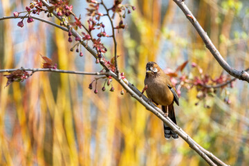 Moustached laughingthrush, Garrulax cineraceus, perched on a twig. Bright spring yellow foliage background with blossoming branches.