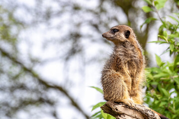 A solitary meerkat, suricata suricatta, stands guard for the rest of the troupe. Green foliage  and sky background