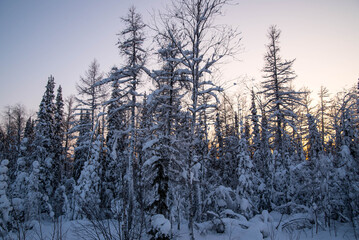 Fototapeta na wymiar Fir trees covered with snow at sunset, winter forest landscape, copy space