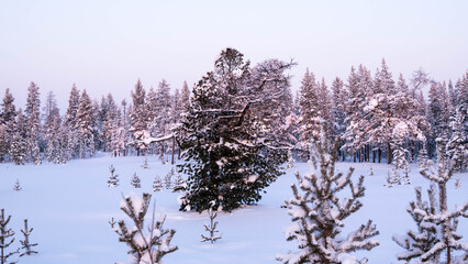 Trees covered with snow at sunset, winter forest landscape, copy space