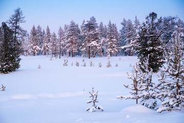 Trees covered with snow at sunset, winter forest landscape, copy space