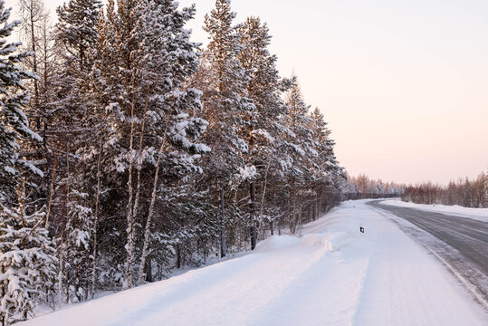 Road in the winter forest, winter forest landscape, copy space