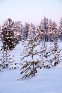 Trees covered with snow at sunset, winter forest landscape, copy space