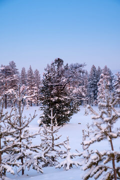 Trees covered with snow at sunset, winter forest landscape, copy space
