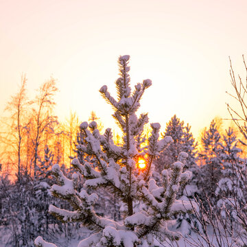 Pine tree covered with snow at sunset, winter forest landscape, copy space