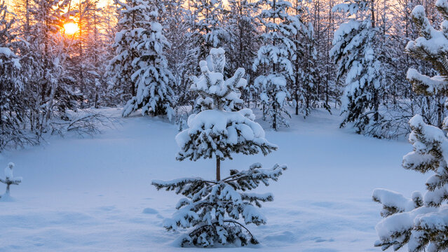 Fir trees covered with snow at sunset, winter forest landscape, copy space