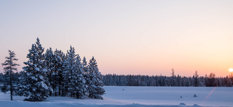 Fir trees covered with snow at sunset, winter forest landscape, copy space