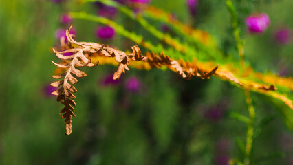 Macro de feuilles de fougères, arborant leurs premières teintes automnales pour certaines