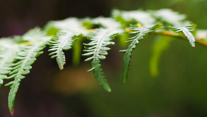 Macro de feuilles de fougères, arborant leurs premières teintes automnales pour certaines