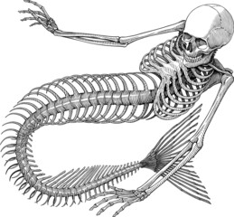 Black and white vector illustration of mermaid skeleton