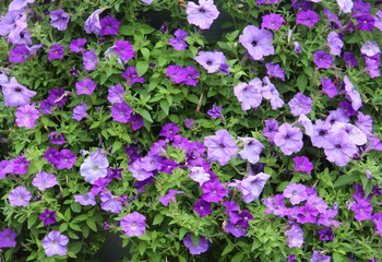 Purple and lilac Garden petunias. Petunia hybrida