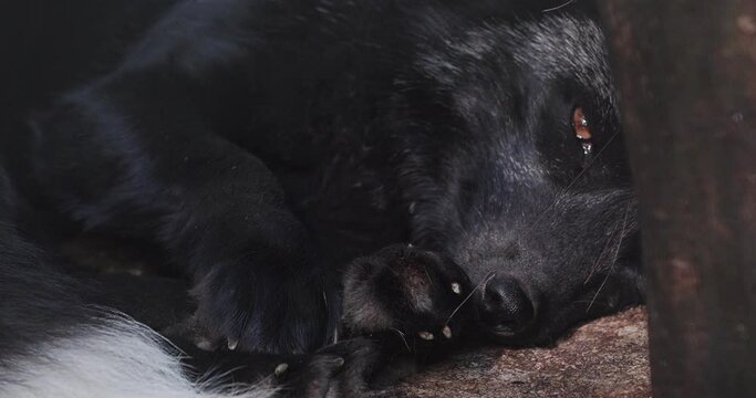 The silver fox sleeps in its natural environment