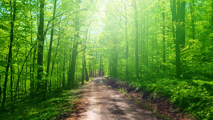 Obraz premium Path in forest. Rays of the sun