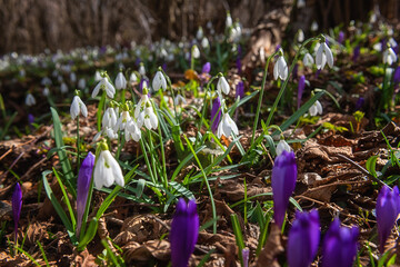 Wild growing first spring flowers, rare violet crocus or saffron and white snowdrop or galanthus,...