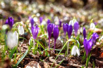 Wild growing first spring flowers, rare violet crocus or saffron and white snowdrop or galanthus, natural outdoor background, close-up image with selective focus