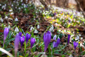 Wild growing first spring flowers, rare violet crocus or saffron and white snowdrop or galanthus,...