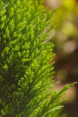 Spring nature. Young twigs of thuja closeup. Closeup fresh green Christmas leaves, branches of Thuja Trees on green background. Young twigs of evergreen. Beautiful green screensaver on your desktop.