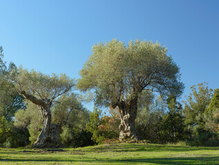 Field of Mediterranean olive trees in Bolgheri, Tuscany, Italy. Secular olive tree in winter, after...