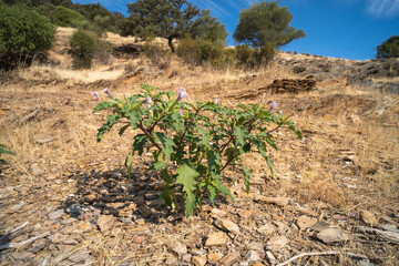 Fototapeta na wymiar Plant of hallucinogen plant Devil's Trumpet, also called Jimsonweed.