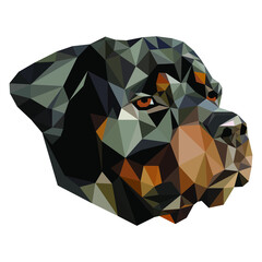 Low polygonal portrait of the Greater Swiss Mountain Dog, known as the GSMD or Swissy. Vector image of dog head on black background.