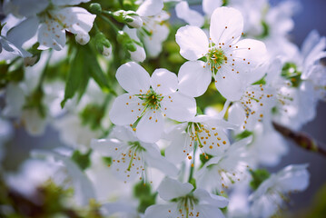 White flowers on a spring tree. Selective focus of beautiful branches of Cherry blossoms on the tree over green foliage. Flora pattern texture. Natural spring background.