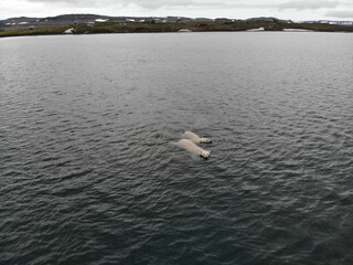 polar bear in the arctic