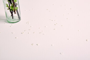 Vase detail and white background with petals of cherry or apple tree flowers. Copy space. Holiday card. Romantic postcard. Springtime wallpaper. Minimalist style. Fresh girlish color. Conceptual art.